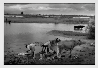 Vie quotidienne rivière Shire / Daily life on the Shire River