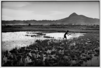 Rizière / Rice field