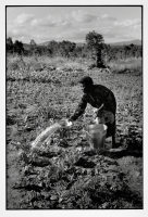 Cultures nourricières / Food crops