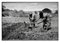 Cultures nourricières / Food crops
