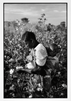 Récolte du coton / Cotton harvest