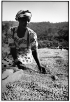 Tri des grains de café / Sorting coffee beans